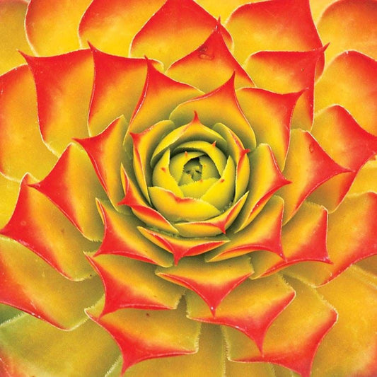 Sempervivum Chick Charms® 'Gold Nugget'