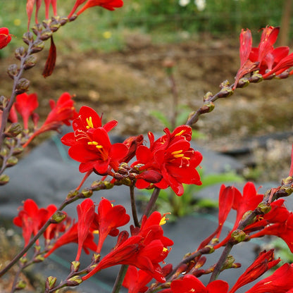 Nova™ Dragonfire Crocosmia