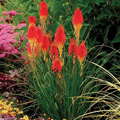 Papaya Popsicle Red Hot Poker