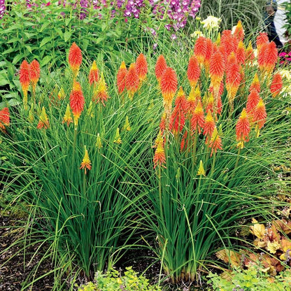 Papaya Popsicle Red Hot Poker