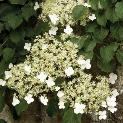 Climbing Hydrangea