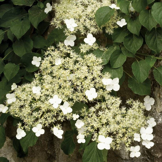Climbing Hydrangea