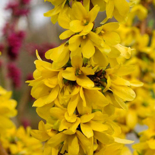 Show Off® Starlet Forsythia
