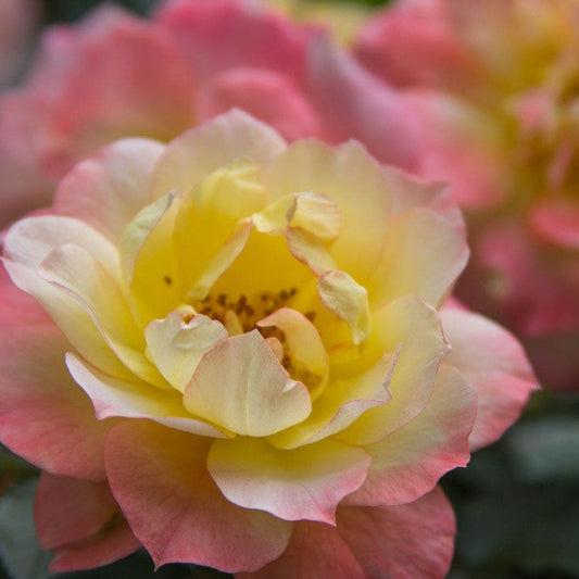 Oso Easy® Italian Ice® Shrub Rose