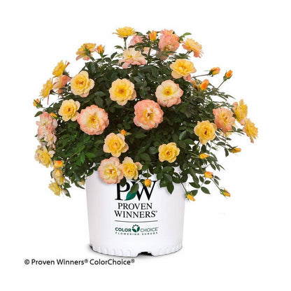 Oso Easy® Italian Ice® Shrub Rose