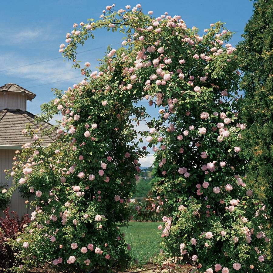 Cecile Brunner Climbing Rose