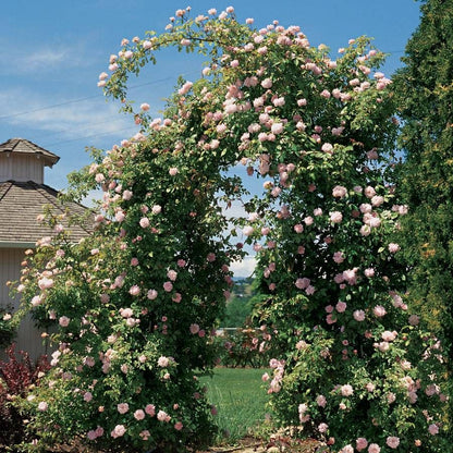 Cecile Brunner Climbing Rose