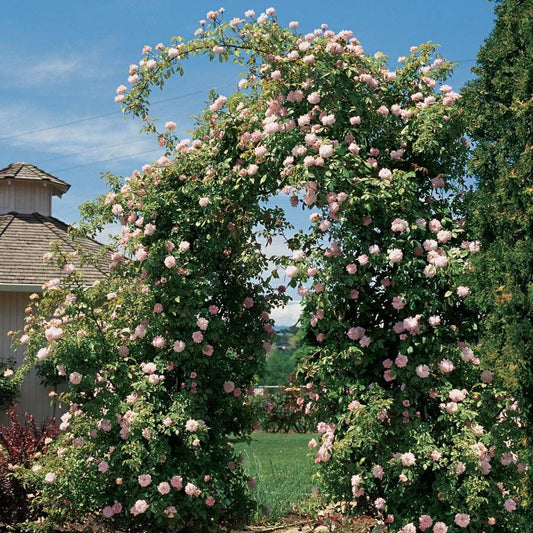 Cecile Brunner Climbing Rose