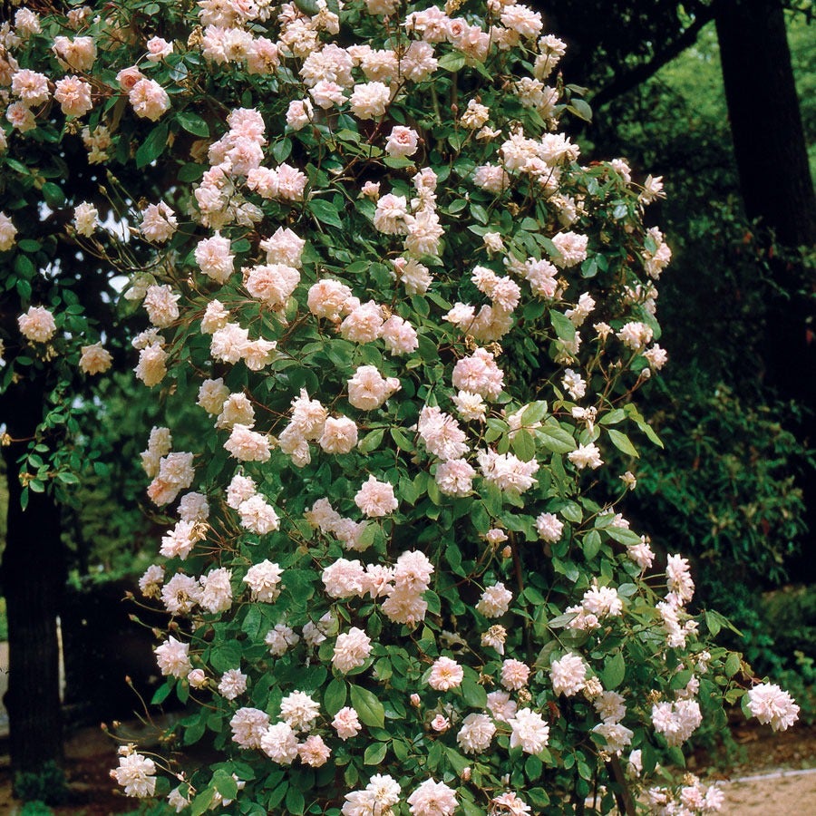Cecile Brunner Climbing Rose