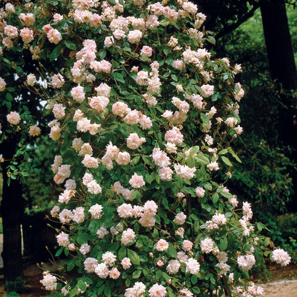 Cecile Brunner Climbing Rose