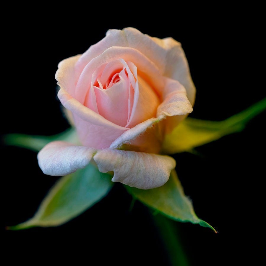 Cecile Brunner Climbing Rose