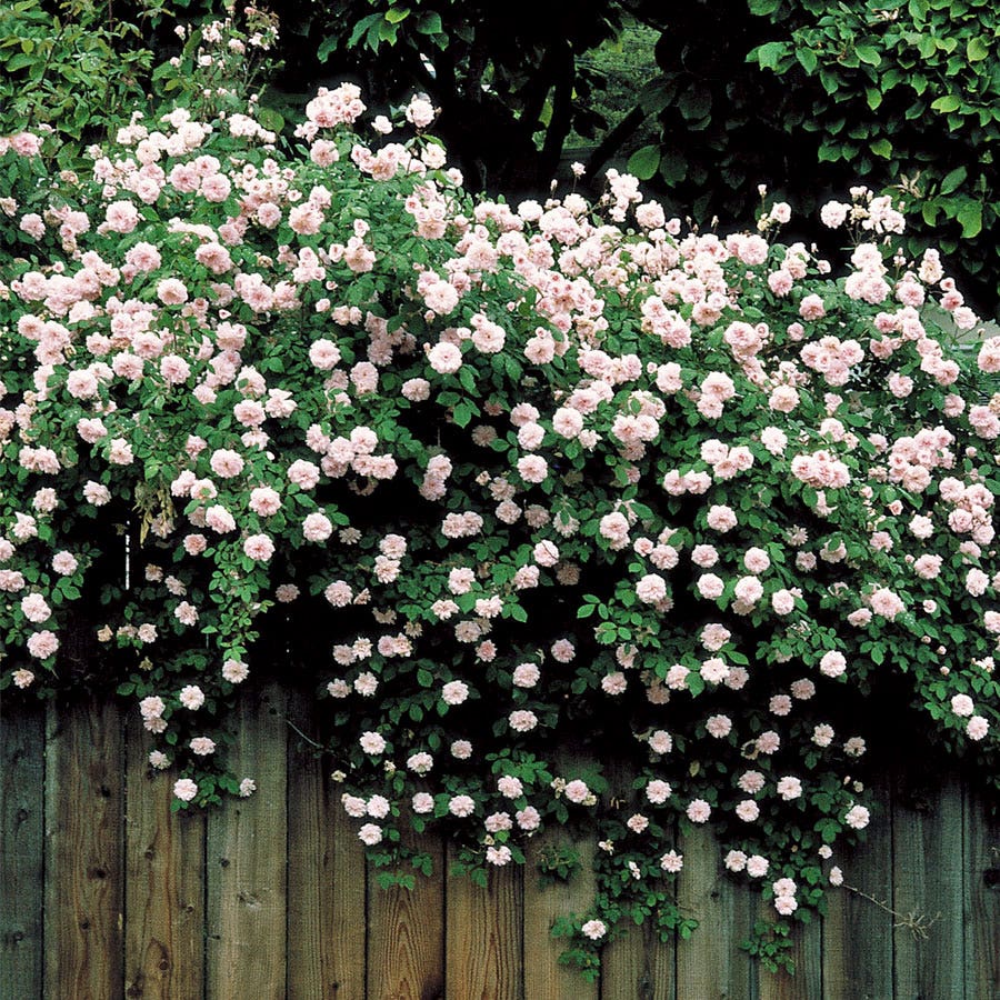 Cecile Brunner Climbing Rose