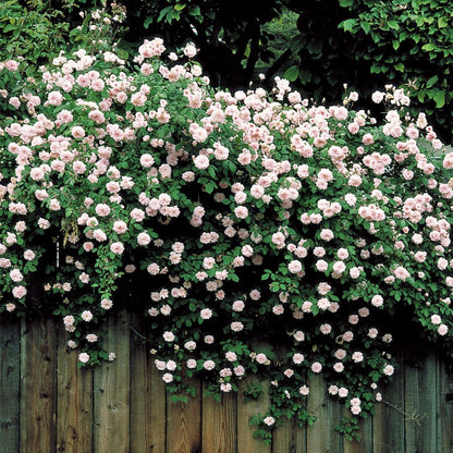 Cecile Brunner Climbing Rose