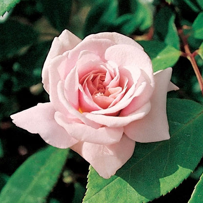 Cecile Brunner Climbing Rose