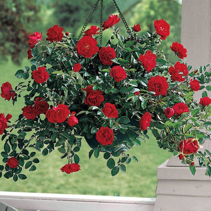 Red Ribbons™ Ground Cover Rose