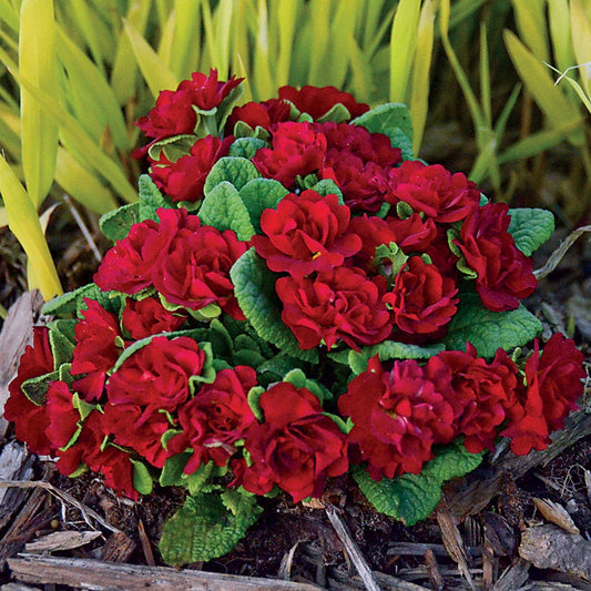 Primula Belarina® Valentine