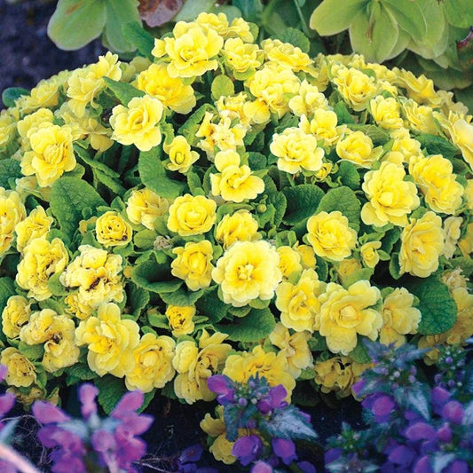 Primula Belarina® Buttercup