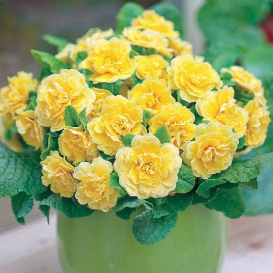 Primula Belarina® Buttercup