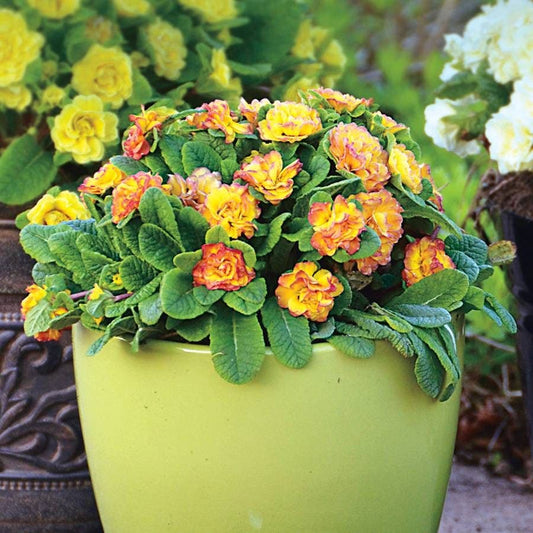 Primula Belarina® 'Nectarine'