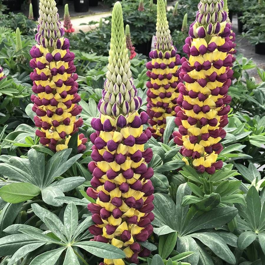 Westcountry Manhattan Lights lupine for late spring hummingbird color