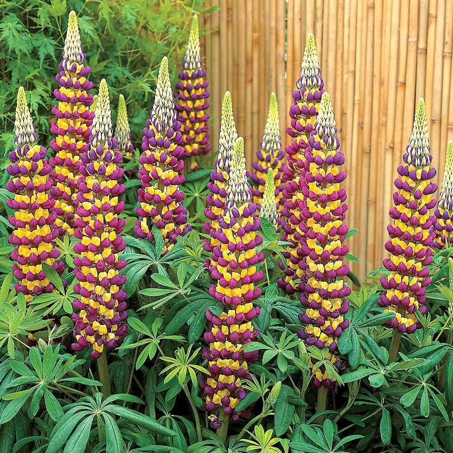 Westcountry™ Manhattan Lights Lupine