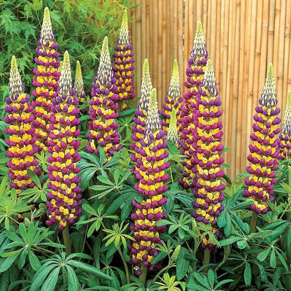 Westcountry™ Manhattan Lights Lupine