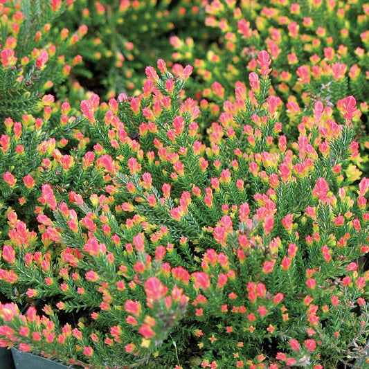 Flamingo Scotch Heather