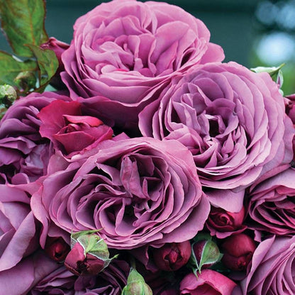purple climbing rose seeds Plum Perfect™ Sunbelt® Floribunda Rose – Park Seed