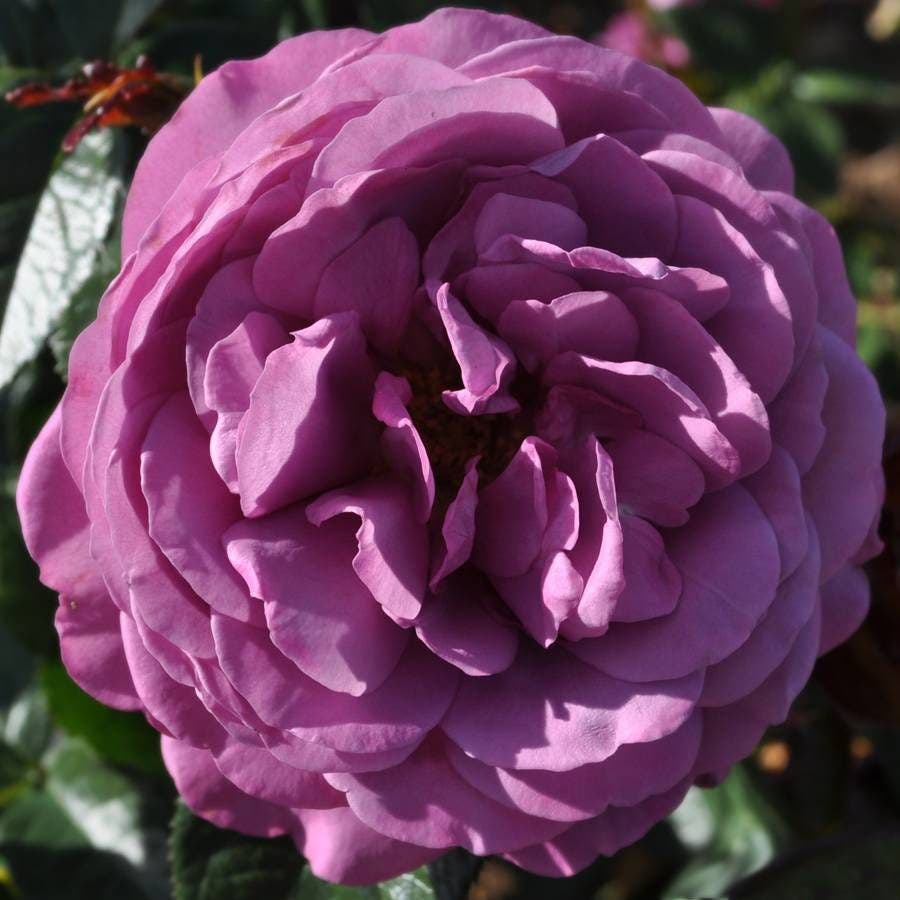 Plum Perfect™ Sunbelt® Floribunda Rose