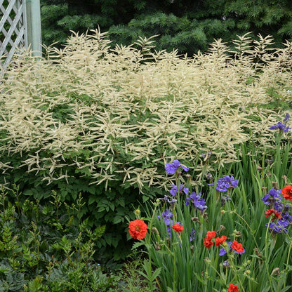 Aruncus 'Misty Lace'