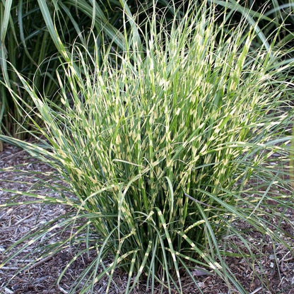 Miscanthus Bandwidth