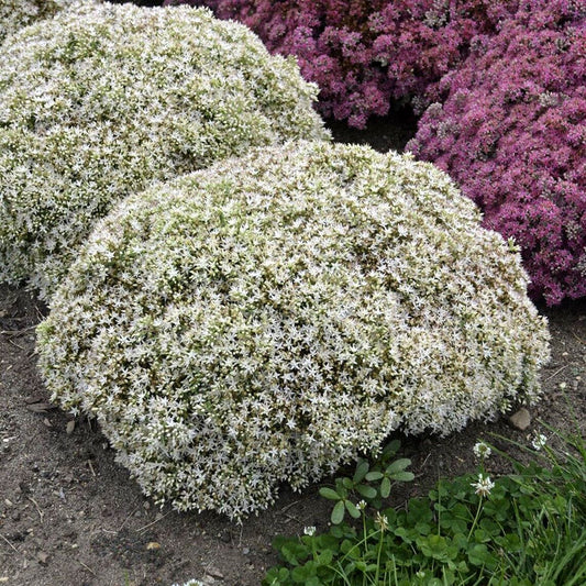 Sedum Rock 'N Grow® Bundle of Joy