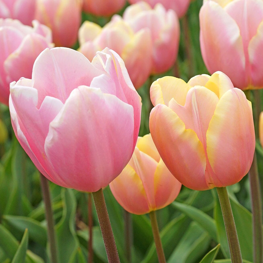 'Mango Charm' Tulip Bulbs