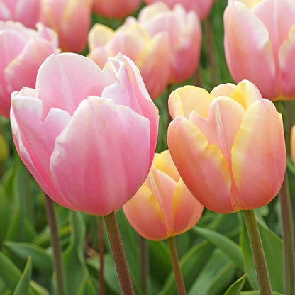 'Mango Charm' Tulip Bulbs