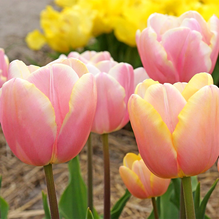 'Mango Charm' Tulip Bulbs
