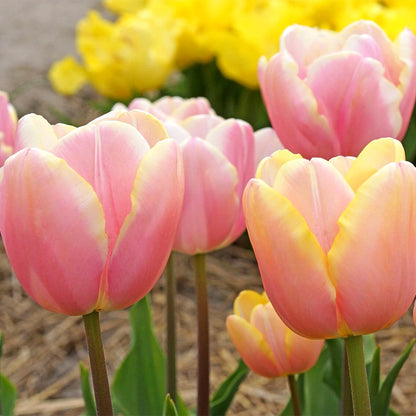 'Mango Charm' Tulip Bulbs