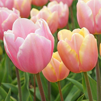 'Mango Charm' Tulip Bulbs