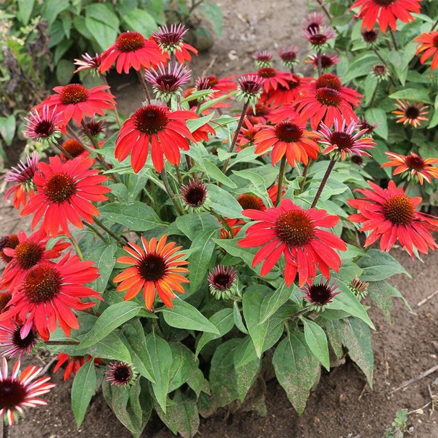 Echinacea Sombrero® Sangrita Red