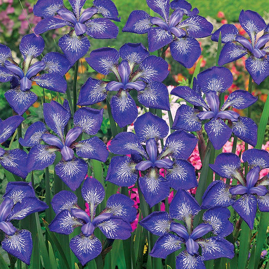 Iris Siberica 'I See Stars'