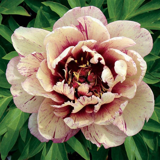Paeonia Itoh 'All That Jazz'
