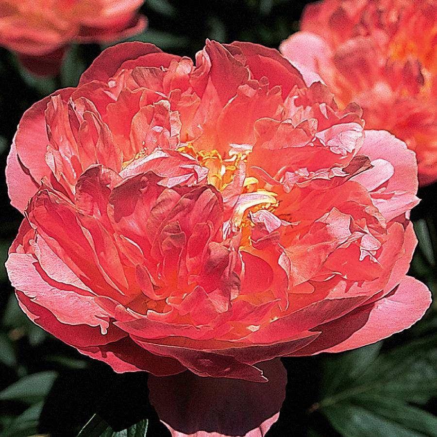 'Pink Hawaiian Coral' Peony