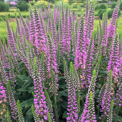 Veronica 'Lavender Lightsaber'