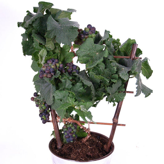 Red Pixie™ Patio Grape