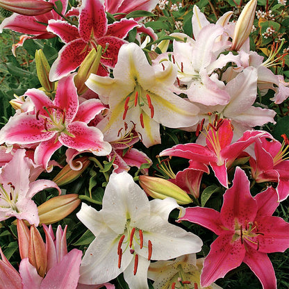 asiatic lily mix Lily Oriental Mix Bulbs – Park Seed