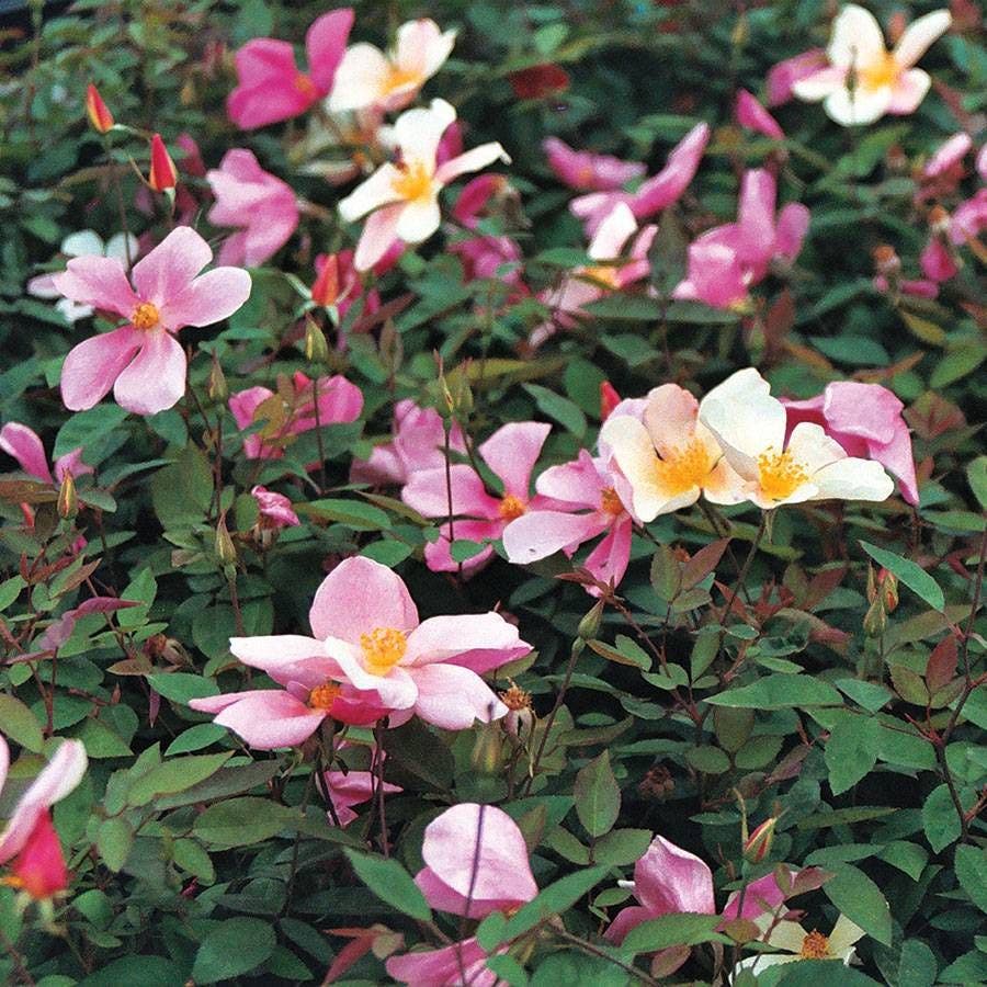 Mutabilis Shrub Rose