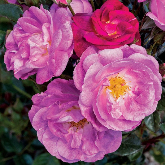 Ultra Violet Simplicity Hedge Rose