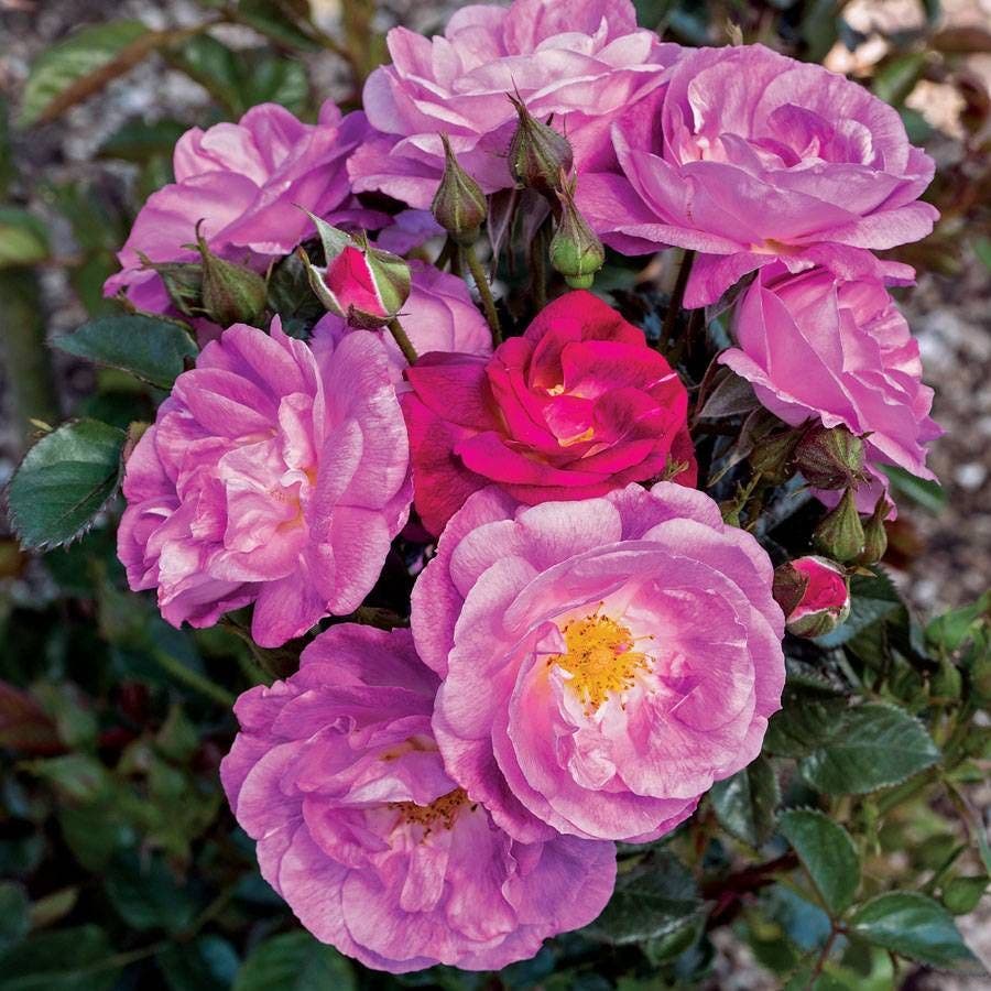 Ultra Violet Simplicity Hedge Rose