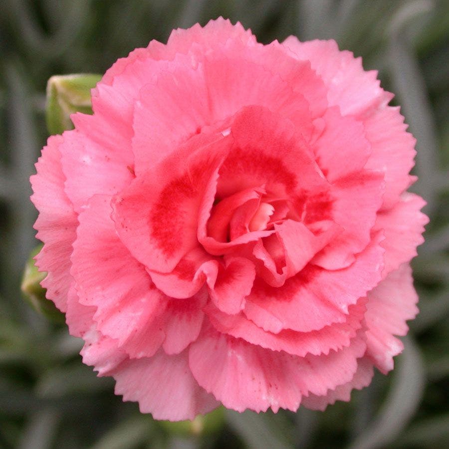 Dianthus SCENT FIRST® Tall Romance