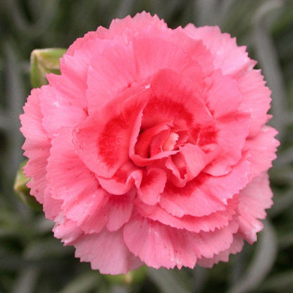 Dianthus SCENT FIRST® Tall Romance