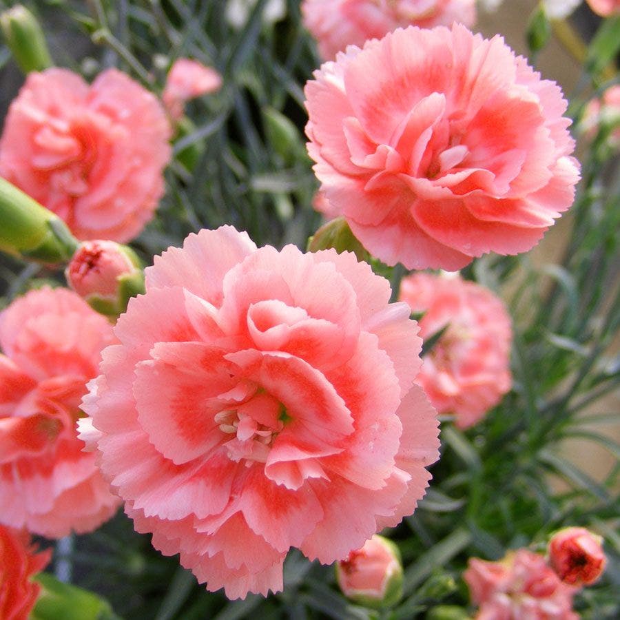 Dianthus SCENT FIRST® Tall Romance